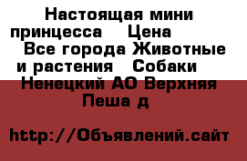 Настоящая мини принцесса  › Цена ­ 25 000 - Все города Животные и растения » Собаки   . Ненецкий АО,Верхняя Пеша д.